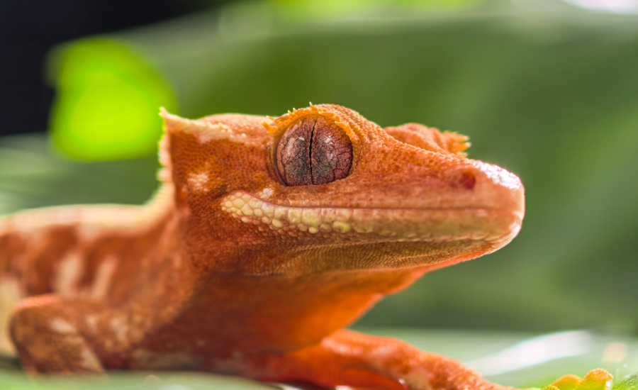 Gecko close-up, macro shot