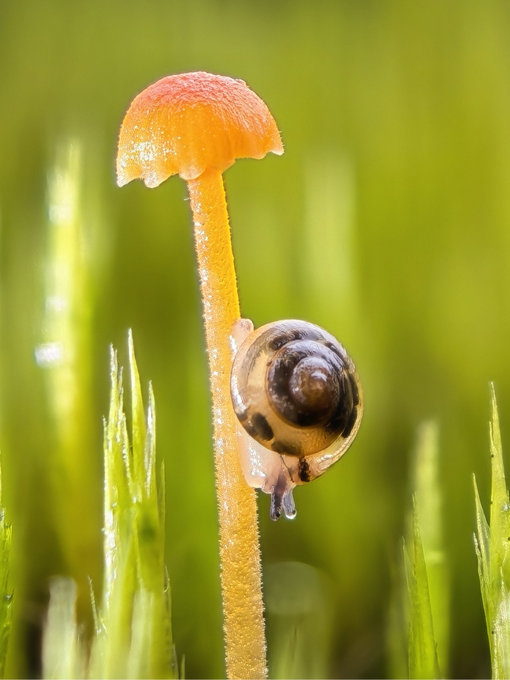 Snail on a blade of grass, macro shot
